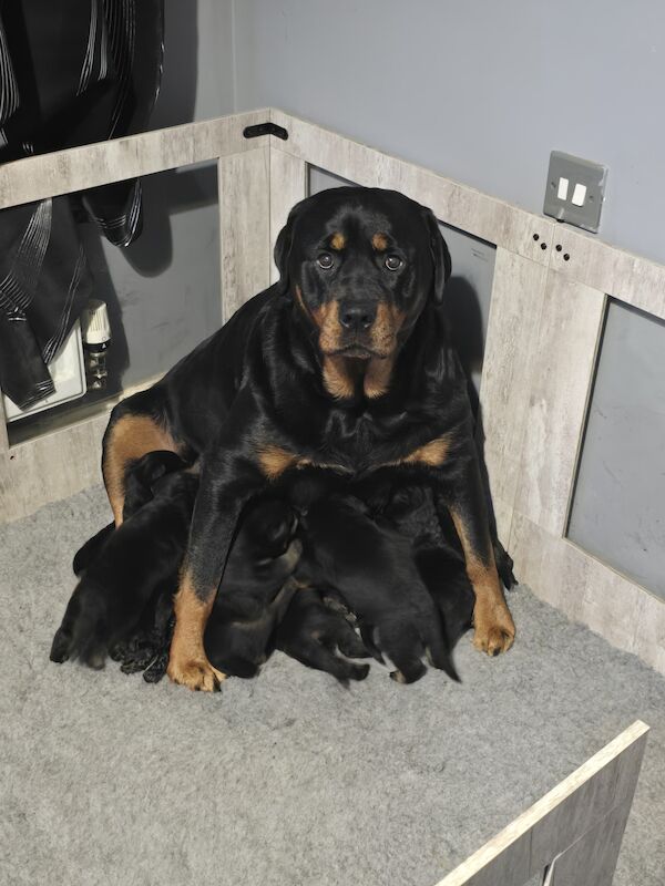 Rottweiler puppies for sale in Exeter, Devon - Image 2