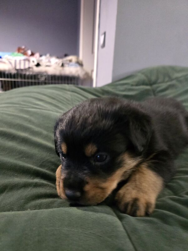 Rottweiler puppies for sale in Exeter, Devon - Image 3