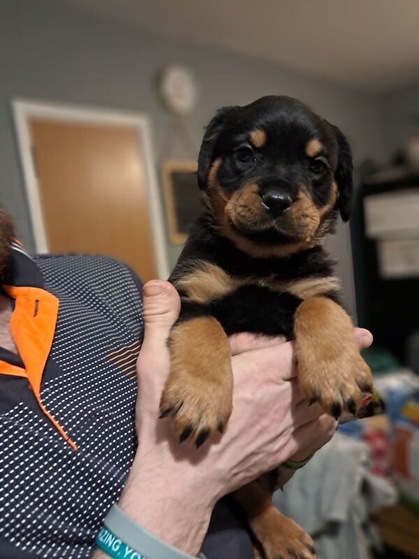 ROTTWEILER PUPPIES for sale in Newtownards, County Down