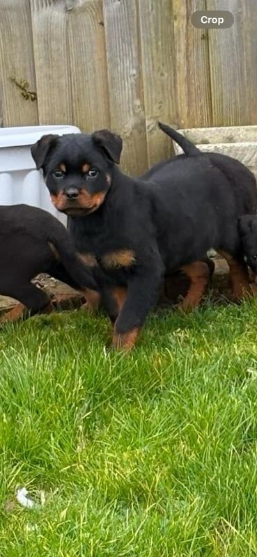 Rottweiler puppies for sale in Staplehurst, Kent