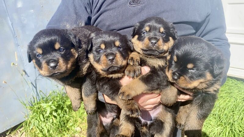 Rottweiler Puppies , 5 generations KC registered, from loving home and great with children! for sale in Lanark, South Lanarkshire