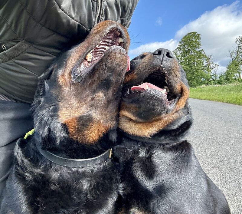 Rottweiler Puppies , 5 generations KC registered, from loving home and great with children! for sale in Lanark, South Lanarkshire - Image 2