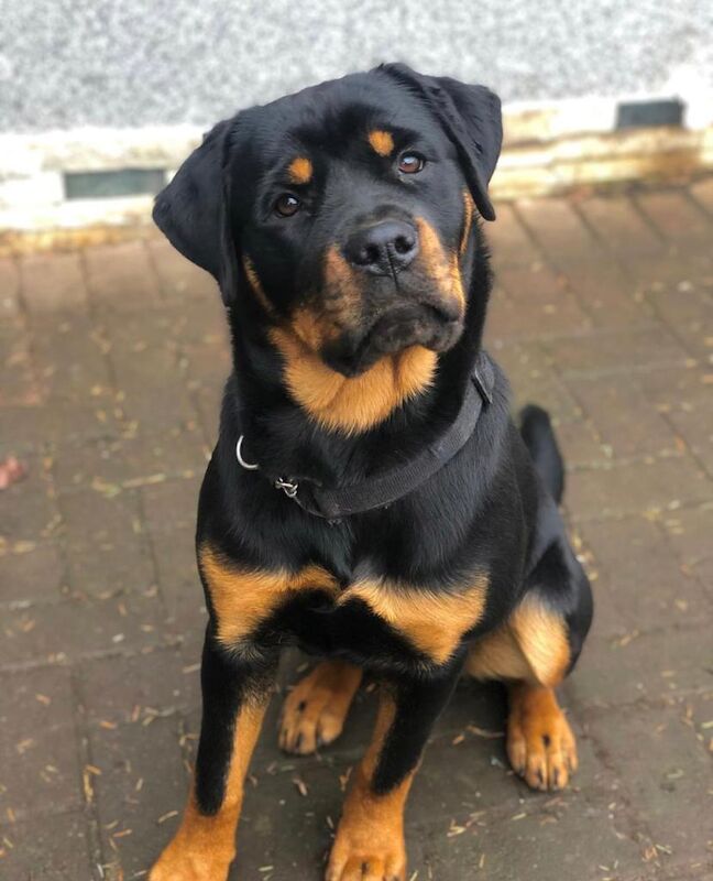 Rottweiler Puppies , 5 generations KC registered, from loving home and great with children! for sale in Lanark, South Lanarkshire - Image 3