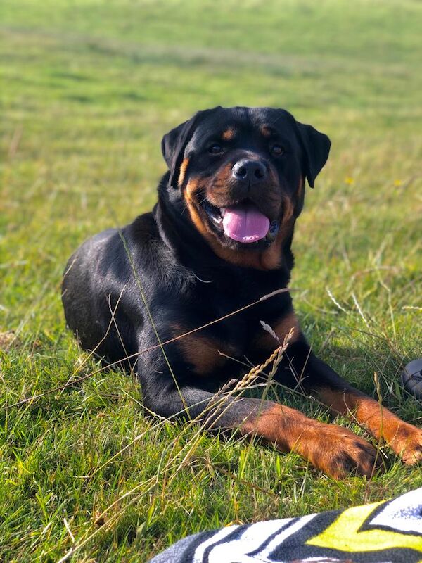 Rottweiler Puppies , 5 generations KC registered, from loving home and great with children! for sale in Lanark, South Lanarkshire - Image 4