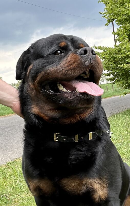 Rottweiler Puppies , 5 generations KC registered, from loving home and great with children! for sale in Lanark, South Lanarkshire - Image 5