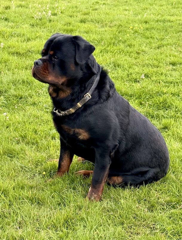 Rottweiler Puppies , 5 generations KC registered, from loving home and great with children! for sale in Lanark, South Lanarkshire - Image 6