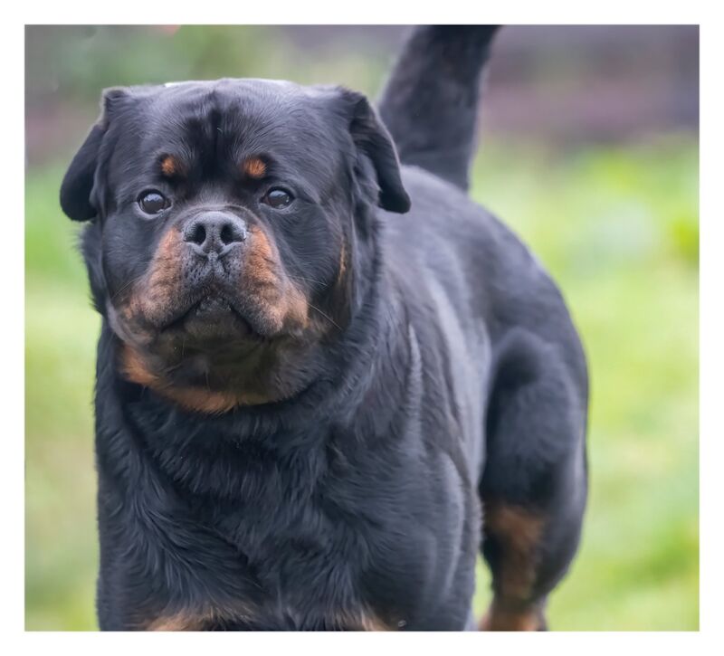 Rottweiler Puppies , 5 generations KC registered, from loving home and great with children! for sale in Lanark, South Lanarkshire - Image 7