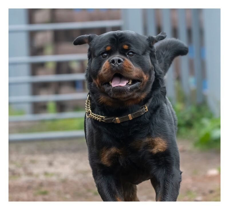 Rottweiler Puppies , 5 generations KC registered, from loving home and great with children! for sale in Lanark, South Lanarkshire - Image 8