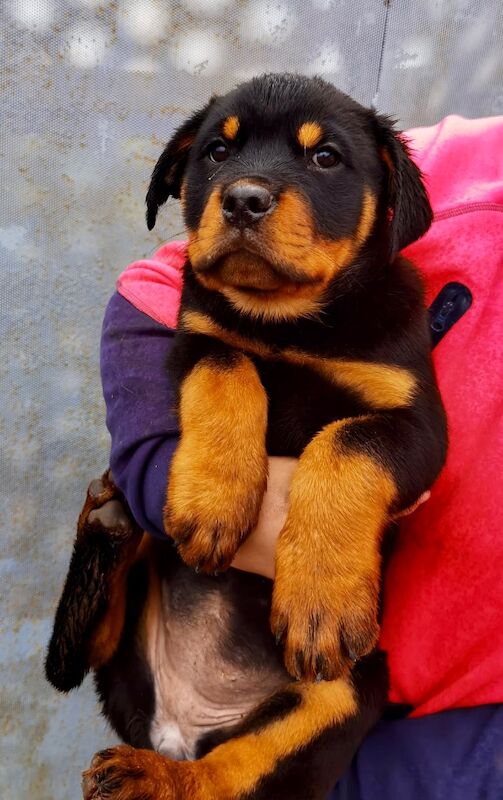 Rottweiler Puppies , 5 generations KC registered, from loving home and great with children! for sale in Lanark, South Lanarkshire - Image 9