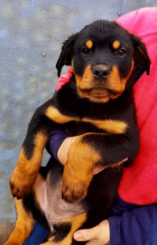 Rottweiler Puppies , 5 generations KC registered, from loving home and great with children! for sale in Lanark, South Lanarkshire - Image 10