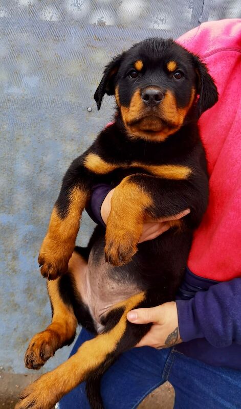 Rottweiler Puppies , 5 generations KC registered, from loving home and great with children! for sale in Lanark, South Lanarkshire - Image 11