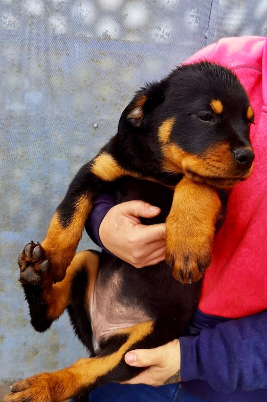 Rottweiler Puppies , 5 generations KC registered, from loving home and great with children! for sale in Lanark, South Lanarkshire - Image 12