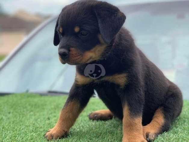 Rottweiler Puppies Available for sale in Wickford, Essex