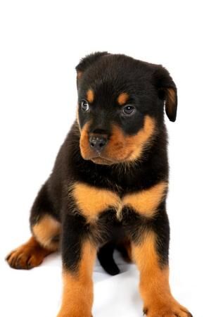 ROTTWEILER PUPPIES. CHAMPION BLOODLINES. KC REG. for sale in Doncaster, South Yorkshire