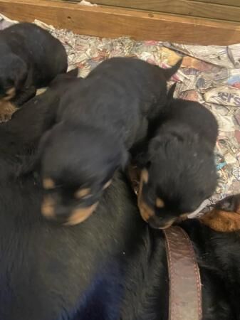 Rottweiler puppies for sale in Bishop's Hull, Somerset