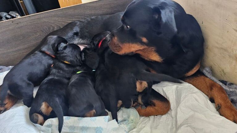 Rottweiler Puppies for sale in Nelson, Lancashire