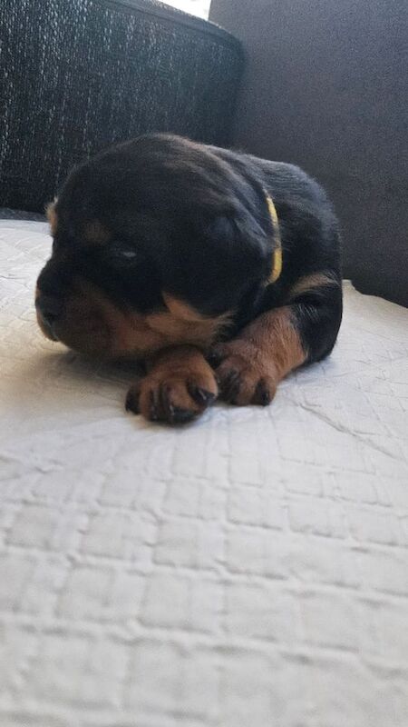 Rottweiler Puppies for sale in Nelson, Lancashire - Image 2