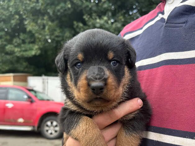 Rottweiler puppies for sale! 3 BOYS for sale in Huddersfield, West Yorkshire