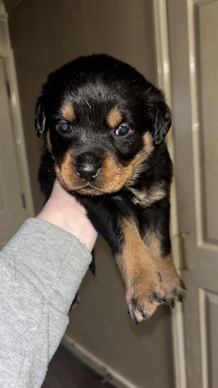 Rottweiler puppies for sale in Wembley, Brent, Greater London - Image 2