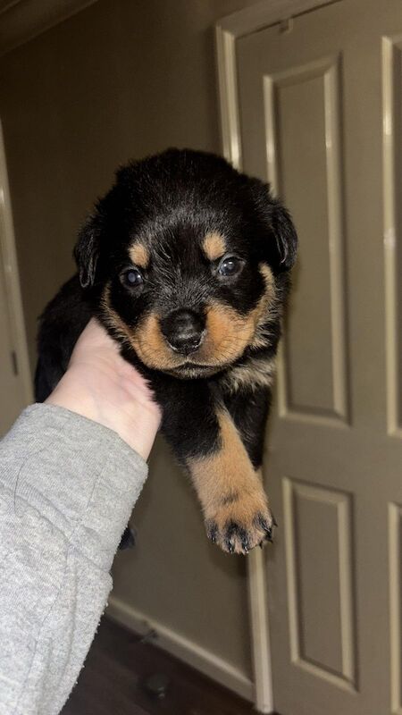 Rottweiler puppies for sale in Wembley, Brent, Greater London - Image 3