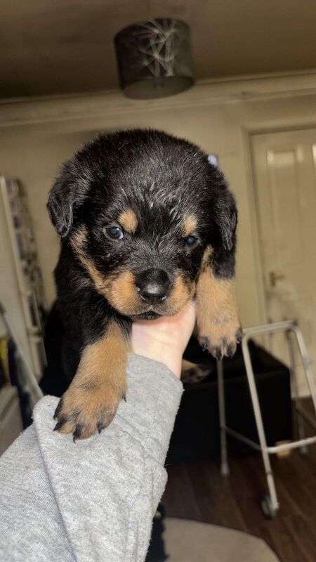 Rottweiler puppies for sale in Wembley, Brent, Greater London - Image 4