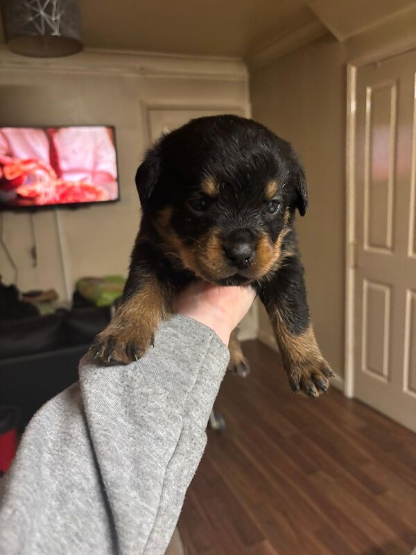 Rottweiler puppies for sale in Wembley, Brent, Greater London - Image 5