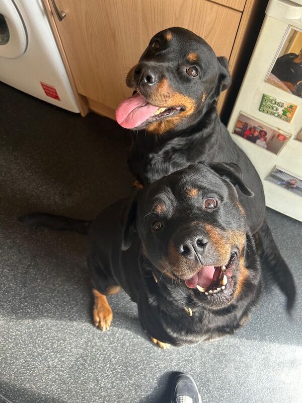 Rottweiler puppies for sale in Wembley, Brent, Greater London - Image 7