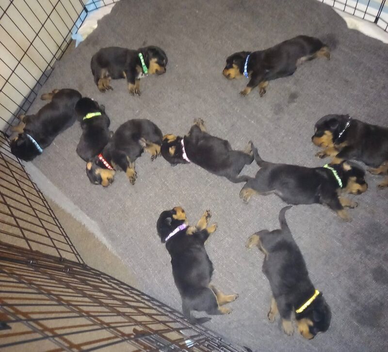 Rottweiler puppies for sale in Wembley, Brent, Greater London - Image 9