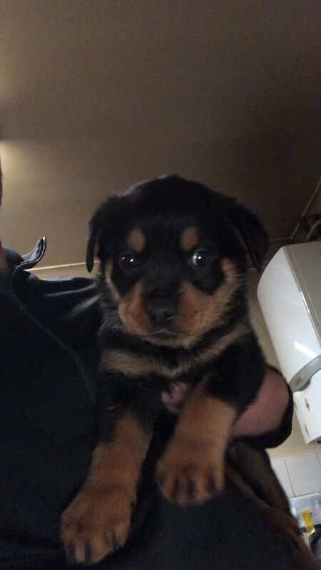 Rottweiler puppies for sale in Wembley, Brent, Greater London - Image 10