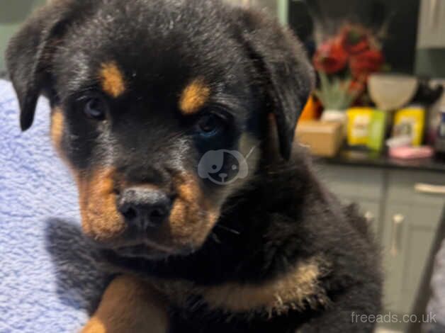 Rottweiler puppies for sale in Cannock, Staffordshire - Image 1