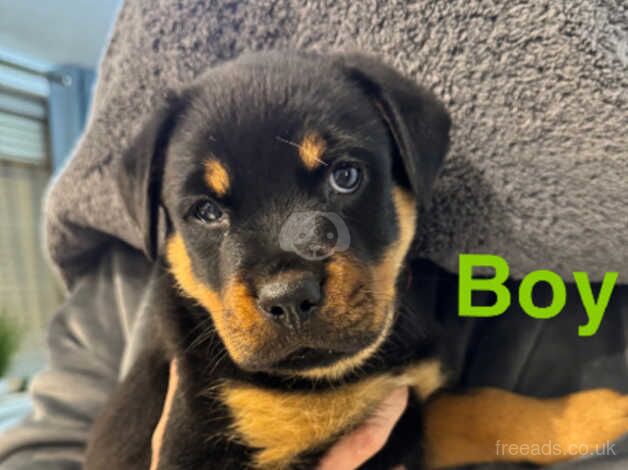 Rottweiler puppies for sale in Cannock, Staffordshire - Image 2