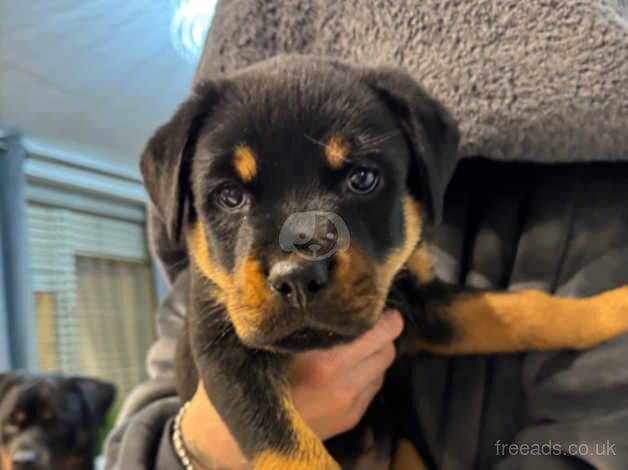 Rottweiler puppies for sale in Cannock, Staffordshire - Image 3