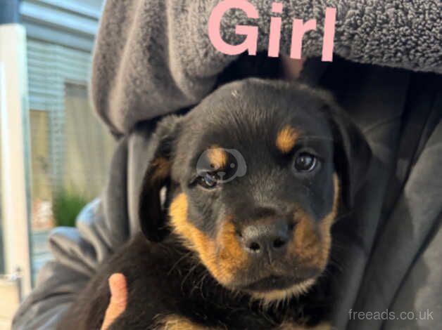 Rottweiler puppies for sale in Cannock, Staffordshire - Image 4