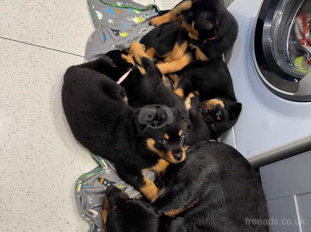 Rottweiler puppies for sale in Cannock, Staffordshire - Image 5