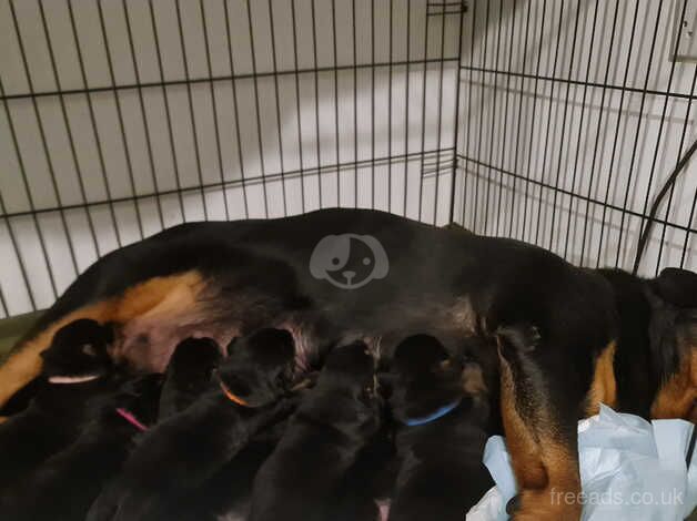 Rottweiler puppies for sale in Lifton, Devon - Image 1