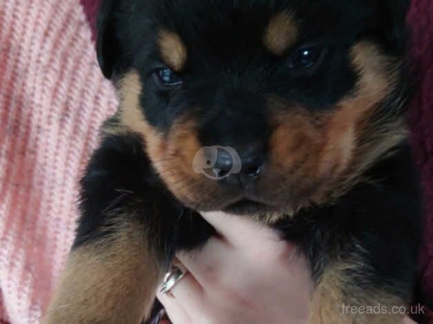 Rottweiler puppies for sale in Lifton, Devon - Image 2