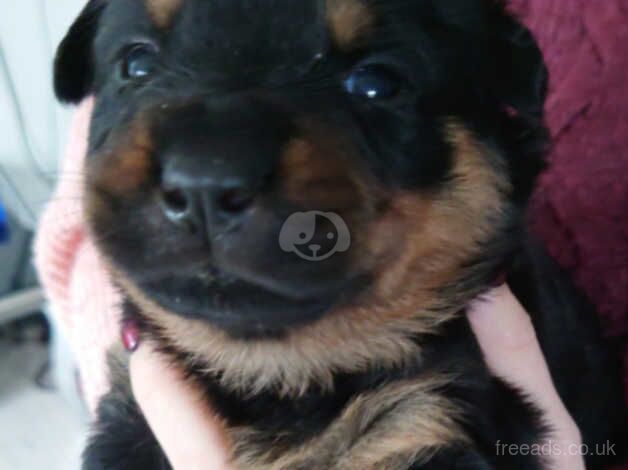 Rottweiler puppies for sale in Lifton, Devon - Image 3