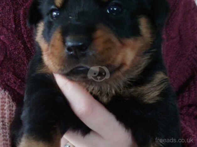 Rottweiler puppies for sale in Lifton, Devon - Image 4