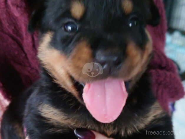 Rottweiler puppies for sale in Lifton, Devon - Image 5