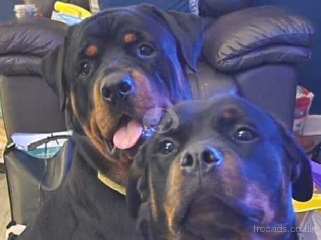 ROTTWEILER PUPPIES FOR SALE in Saltcoats, North Ayrshire