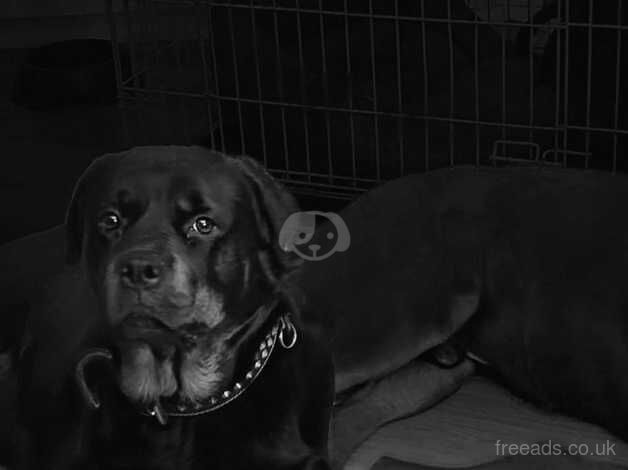 ROTTWEILER PUPPIES FOR SALE in Saltcoats, North Ayrshire - Image 2