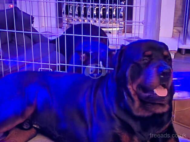 ROTTWEILER PUPPIES FOR SALE in Saltcoats, North Ayrshire - Image 3