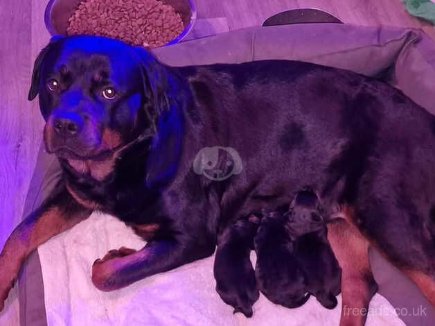 ROTTWEILER PUPPIES FOR SALE in Saltcoats, North Ayrshire - Image 4