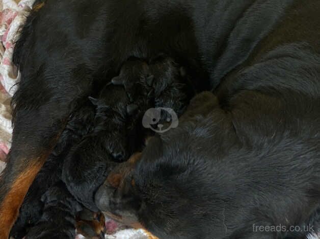 Rottweiler puppies for sale in Belfast, Belfast