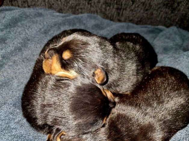 Rottweiler puppies for sale in Birmingham, West Midlands