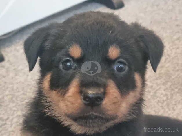 Rottweiler Puppies for sale in Birmingham, West Midlands