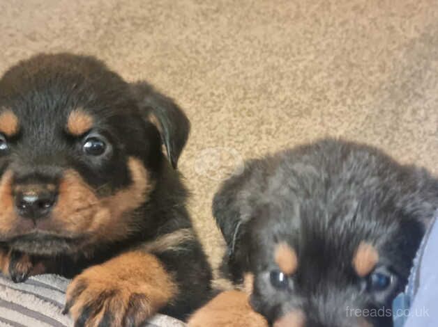 Rottweiler Puppies for sale in Birmingham, West Midlands - Image 3