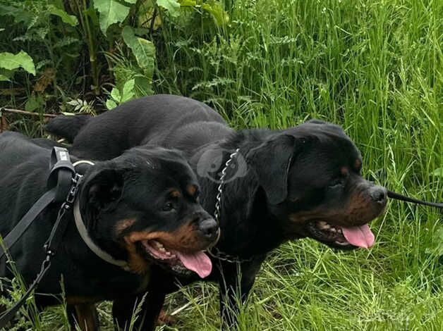 Rottweiler Puppies for sale in Birmingham, West Midlands - Image 4