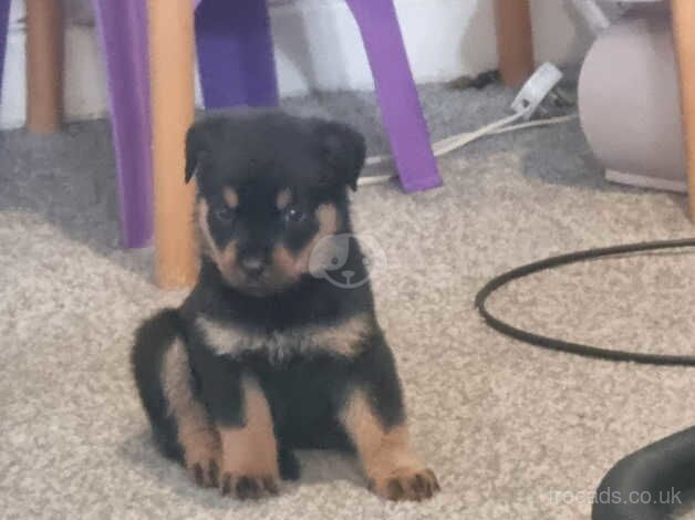 Rottweiler Puppies for sale in Birmingham, West Midlands - Image 5