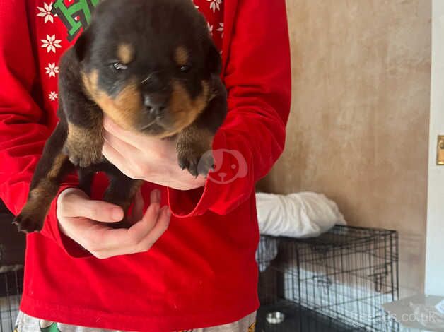 Rottweiler puppies for sale in Cradley Heath, West Midlands - Image 2